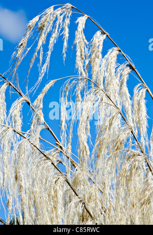 Grass Tufts and Seeds Drift in the Breeze at Pukaha Mount Bruce National Wildlife Centre North Island New Zealand NZ Stock Photo