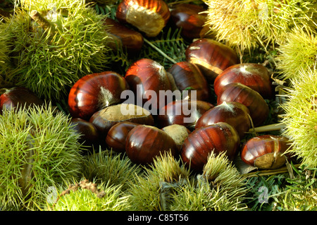 Chestnuts (Castanea sativa). Stock Photo