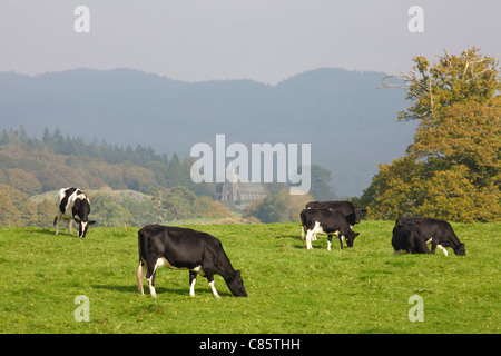 A herd of friesian cattle graze in a field in British countryside in the Lake District, Cumbria, UK Stock Photo