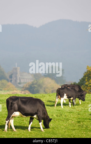 A herd of friesian cattle graze in a field in British countryside in the Lake District, Cumbria, UK Stock Photo