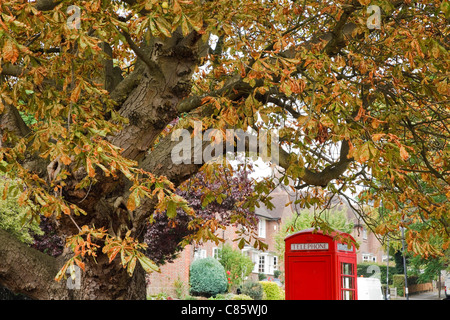Common horse chestnut tree damaged by the leaf miner moth, Cameraria ohridella Stock Photo