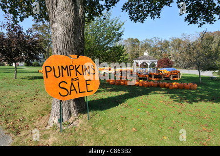 A sign for pumpkins for sale against a tree with the pumpkins in background on a fall day in October in New England USA. Stock Photo