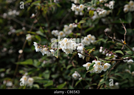 Styrax japonicus 'Pink Chimes' - Japanese Snowbell Stock Photo