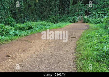 Walkway through a rainforest on the way to Manoa Falls on the outskirts of Honolulu, Hawaii Stock Photo