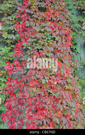 Virginia creeper leaves turning red in autumn Parthenocissus quinquefolia Stock Photo