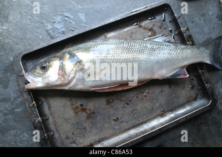 A freshly rod caught sea bass from the waters of Cornwall on a metal tray