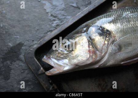 A freshly rod -caught sea bass from the waters of Cornwall on a metal tray