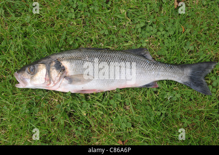 A freshly rod caught sea bass
