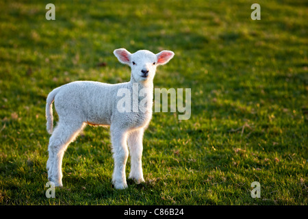 Lamb in evening sunshine Stock Photo
