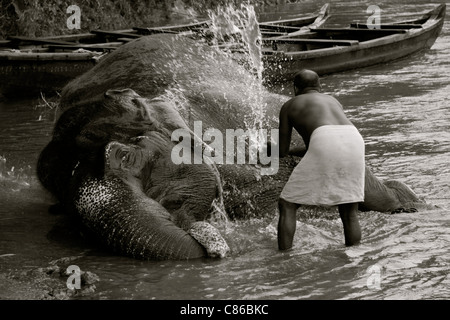 An Indian man washes his elephant in the river, Kerala, India Stock Photo
