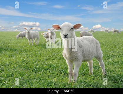 cute little lambs on fresh green meadow with yellow flowers Stock Photo