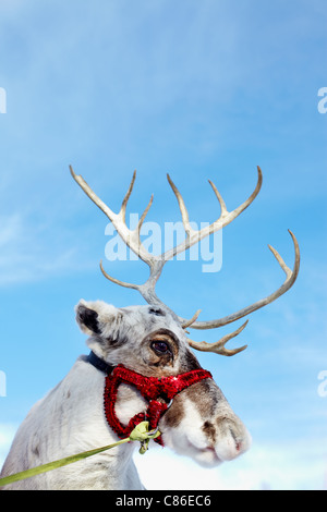 Side view of reindeer’s head in harness Stock Photo