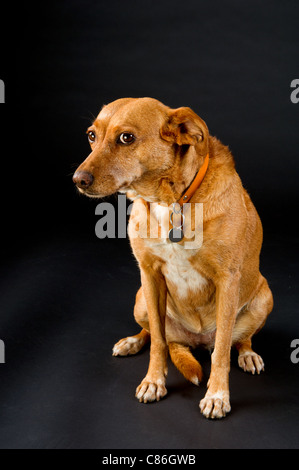 Cute brown cross breed dog on black background Stock Photo
