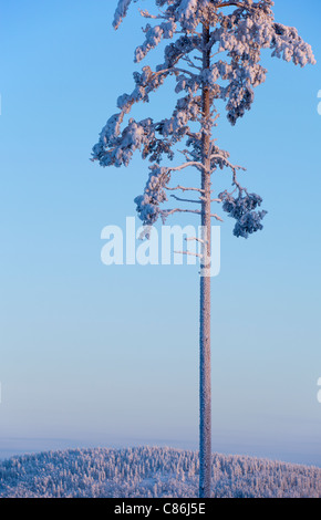 Isolated frost and snow covered pine ( Pinus sylvestris ) tree at Midwinter (-25 C) , Finland Stock Photo