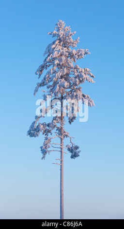 Isolated frost and snow covered pine ( Pinus sylvestris ) tree at Midwinter (-25 C) , Finland Stock Photo