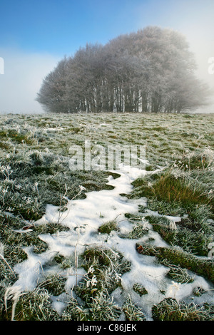 The clump of beech trees on Win Green Hill in Wiltshire covered in hoar frost and surrounded by fog Stock Photo