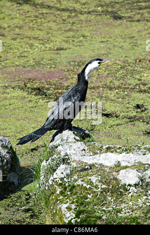 A Great Cormorant Balancing on a Rock at Rotorua North Island New Zealand NZ Stock Photo