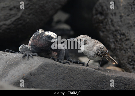 Marine Iguana (Amblyrhynchus cristatus) and Hood Mockingbird (Mimus macdonaldi) on Espanola Island, the Galapagos.