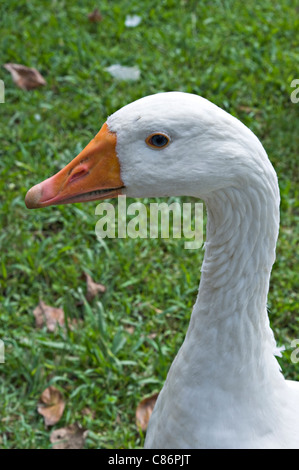 A White Domestic Emden Goose with Orange Bill in Katikati Bird Sanctuary Bay of Plenty North Island New Zealand Stock Photo