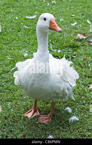 A White Domestic Emden Goose with Orange Bill in Katikati Bird Sanctuary Bay of Plenty North Island New Zealand Stock Photo