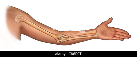 Radius and ulna, forearm Stock Photo - Alamy