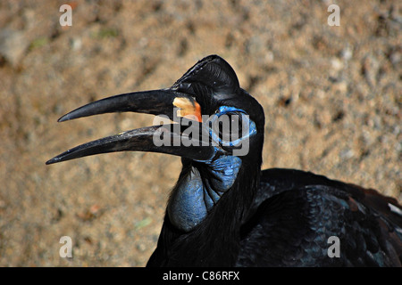 Abyssinian Ground Hornbill, The Living Desert, Palm Desert, California Stock Photo