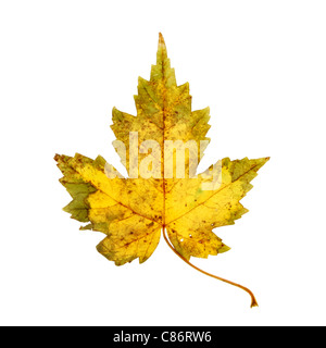 Autumnal sycamore leaf isolated against white Stock Photo