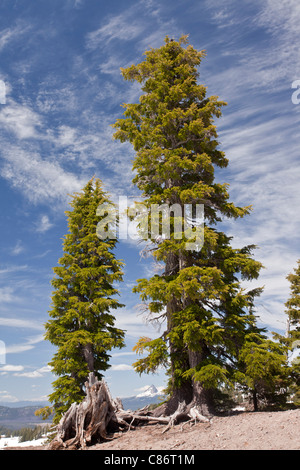 Ancient Mountain Hemlock, Tsuga mertensiana trees at 7000 ft (2200m), Crater Lake, Cascade Mountains, Oregon, USA. Stock Photo