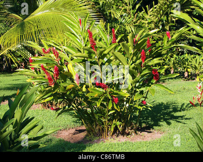 Red ginger plant with flowers, Alpinia purpurata, in a tropical garden, Central America, Panama Stock Photo