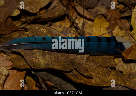 Blue Jay feather on forest floor Stock Photo