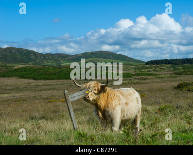 Highland cow scratching itself on footpath sign, Subberthwaite Common. Lake District National Park, Cumbria, England UK Stock Photo