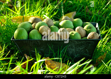 Walnuts (Juglans sp) in a basket. Stock Photo