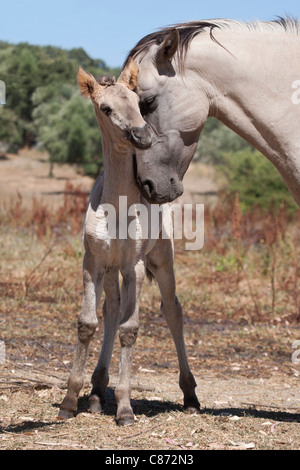 Sorraia horse rare breed animal Portugal Europe Stock Photo