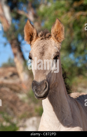 Sorraia horse rare breed animal Portugal Europe Stock Photo