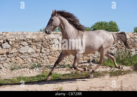 Sorraia horse rare breed animal Portugal Europe Stock Photo