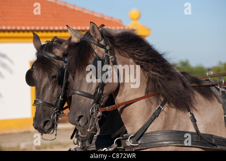 Sorraia horse rare breed animal Portugal Europe Stock Photo