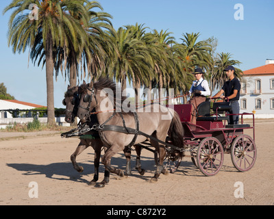 Sorraia horse rare breed animal Portugal Europe Stock Photo