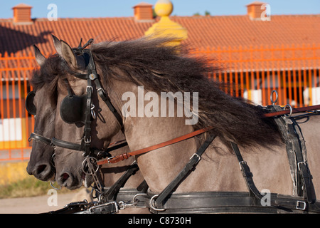 Sorraia horse rare breed animal Portugal Europe Stock Photo