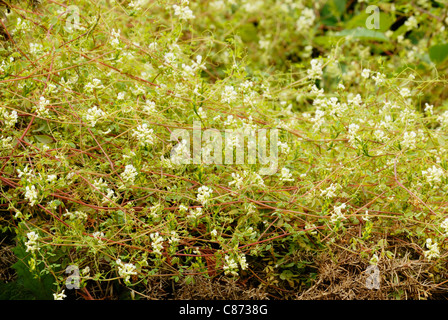 Ceratocapnos claviculata, Climbing Corydalis, Wales, UK. Stock Photo