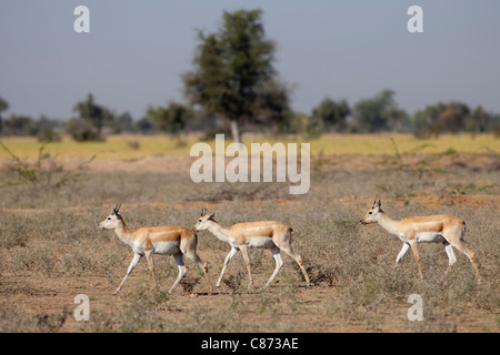 Blue Bull Nilgai female antelopes, Boselaphus tragocamelus, near Rohet in Rajasthan, Northern India Stock Photo