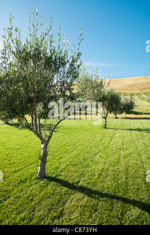 Olive Trees, Livermore, Alameda County, California, USA Stock Photo