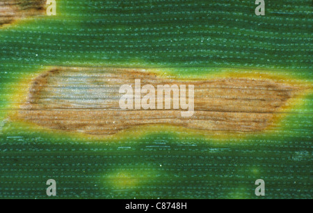 Septoria leaf spot (Phaeospaeria nodorum) lesion on wheat leaf Stock Photo