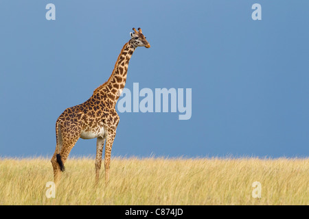 Portrait of Masai Giraffe, Masai Mara National Reserve, Kenya Stock Photo