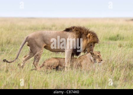 Mating Lions, Masai Mara National Reserve, Kenya Stock Photo