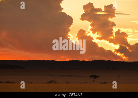 Sunset, Masai Mara National Reserve, Kenya Stock Photo