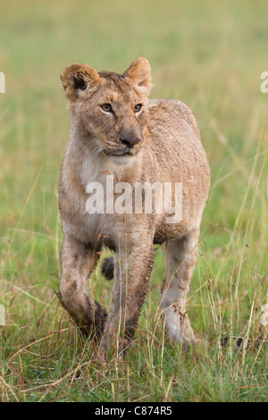 Female Lion, Masai Mara National Reserve, Kenya Stock Photo