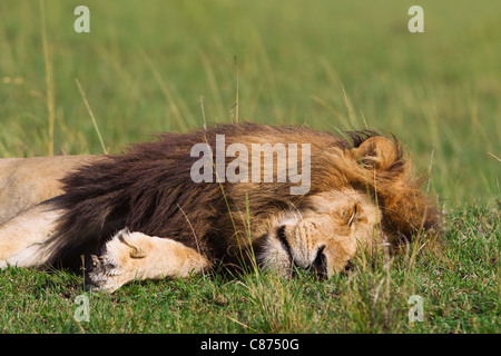 Male Lion Sleeping, Masai Mara National Reserve, Kenya Stock Photo