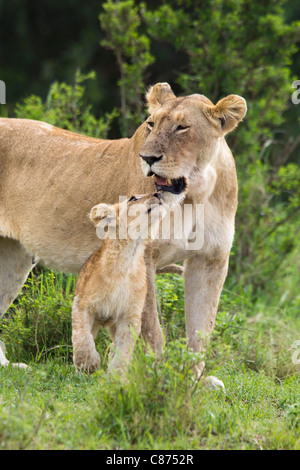 Lion with Cub, Masai Mara National Reserve, Kenya Stock Photo