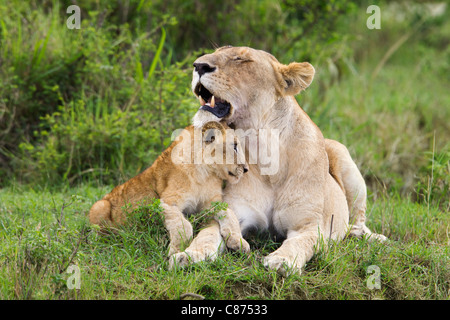 Lion with Cub, Masai Mara National Reserve, Kenya Stock Photo