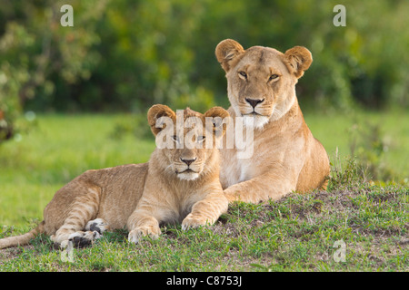 Lion Mother with Young, Masai Mara National Reserve, Kenya Stock Photo
